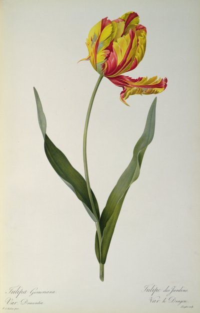 Tulipa gesneriana dracontia, uit 